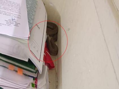 The wait went wrong and the snake entered the collector's office; The staff ran out | वाट चुकला अन् जिल्हाधिकारी कार्यालयात घुसला साप; कर्मचारी पळाले बाहेर