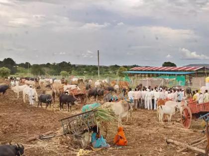 Fear of drought this year; If cattle fodder is sold outside the district, usurious action! | यंदा दुष्काळाची भीती; गुरांचा चारा जिल्ह्याबाहेर विकल्यास फाैजदारी कारवाई !