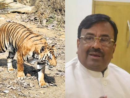 Mumbai's tiger will go to Gujarat, Forest Minister Sudhir mungantiwar said the agreement | Sudhir Mungantivar: मुंबईचा वाघ गुजरातला जाणार, वनमंत्र्यांनी सांगितला करारनामा