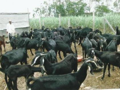 32 hard-working goats die of electric shock in osmanabad | कष्टाने पाळलेल्या ३२ शेळ्यांचा विजेच्या धक्क्याने तडफडून मृत्यू