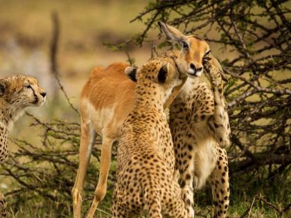 Deer will eat grass, cheetah will eat deer, grass men wrote storyline | वाचनीय लेख - गवत हरीण खाईल, हरणाला चित्ता खाईल!