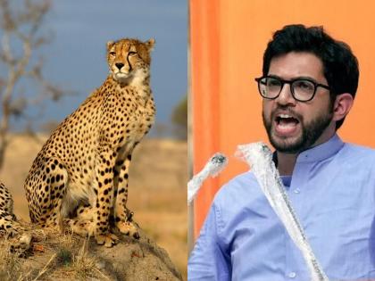 Municipal Corporation got 50 crores for bringing penguins, see what happened to cheetahs; Aditya Thackeray's gang | पेंग्विन आणल्यानं महापालिकेला ५० कोटी मिळाले, चित्त्यांचं काय झालं बघा; आदित्य ठाकरेंचा टोला