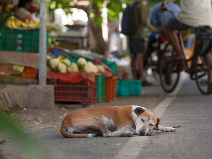 A two-wheeler driver died in Goa after being run over by a dog | कुत्रा आडवा आल्याने गोव्यात दुचाकी चालकाचा मृत्यू