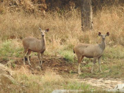 Number of wild animals in Ambabarwa Sanctuary in bouquet; Doubt the role of the authorities? | अंबाबारवा अभयारण्यातील वन्यप्राण्यांची संख्या गूलदस्त्यात; अधिकाऱ्यांची भूमिका संशयात?