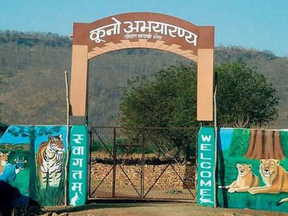 This led to the selection of Kuno Palpur as a cheetah sanctuary | त्यामुळेच कुनो पालपूरची चित्ता अभयारण्यासाठी निवड