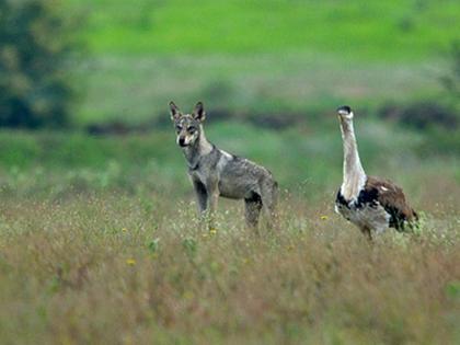 Patrolling teams to prevent wildlife accidents; Mesh, panels will be installed | वन्यजीवांचा अपघात टाळण्यासाठी पेट्रोलिंग टीम; जाळी, फलक लावणार