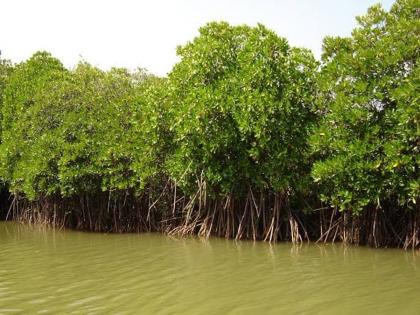 3043 mangroves to be slaughtered, JNPT-Dadri double rail line | ३०४३ खारफुटींची होणार कत्तल, जेएनपीटी-दादरी दुपदरी रेल्वे मार्ग