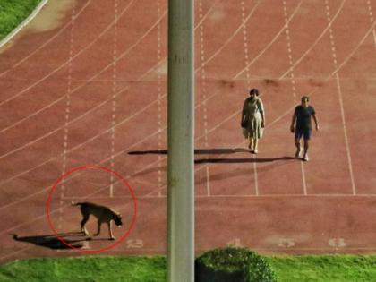 Stadium empty for dogs; Direct way home to 'that' officer | कुत्र्यासाठी स्टेडियम रिकामे; ‘त्या’ अधिकाऱ्याला थेट घरचा रस्ता