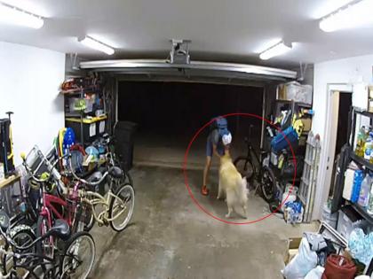 Unscrupulous doggy...falls in love with thief, theft of owner's 1 lakh bike in america, video viral on social media | Video: बेईमान डॉगी... चोरट्याच्या प्रेमात फसला अन् मालकाची १ लाखांची दुचाकी चोरी