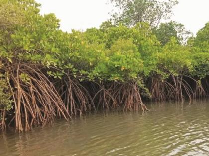 900 km away, directly in Gadchiroli, tree plantation compensation for affected Kandal forest in Borivali-Virar railway line! | मुंबईच्या रेल्वे मार्गातील बाधित कांदळवनाची वृक्षारोपण भरपाई 900 किमी दूर, थेट गडचिरोलीत!