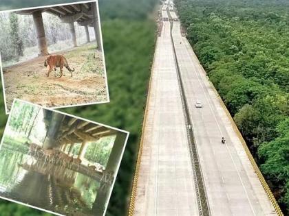 Animal care taken by the highway, two overs and an underpass | महामार्गाने घेतली प्राण्यांची काळजी, दोन ओव्हर आणि अंडर पास