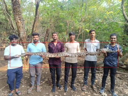 A ten and a half feet long python was found in Juinagar railway station area | जुईनगर रेल्वे स्थानक परिसरात आढळला साडेदहा फूट लांब अजगर