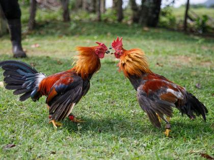 This is an act of cruelty, the petition for cockfighting is rejected | 'ही क्रूरतापूर्ण कृती', कोंबडा झुंजीसाठीची याचिका कोर्टाने फेटाळली