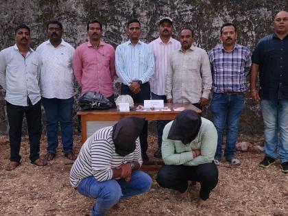 As much as 1 crore 80 lakhs of whale fish vomit seized; Both were arrested in kolhapur | कोल्हापुरात तब्बल 1 कोटी ८० लाखांची व्हेल माशाची उलटी जप्त; दोघांना अटक