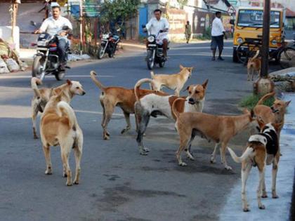 A stray dog bit 13 people in a corner, terrorizing the citizens | कोपरीत भटक्या कुत्र्याने घेतला १३ जणांना चावा, नागरिकांत दहशत