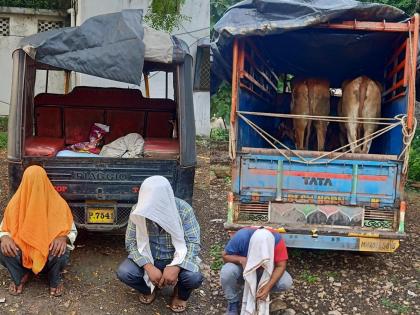 A pair of bulls being taken for slaughter was caught, two were arrested | कत्तलीसाठी नेण्यात येणारी बैल जोडी पकडली, दोघांना अटक