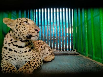 Leopard: A leopard that kills animals is finally trapped in the cage of the forest department jalgoan | Leopard: जनावरांचे बळी घेणारा बिबट्या अखेर जेरबंद;वनविभागाच्या पिंजऱ्यात अडकला