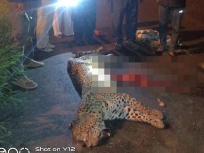 A leopard was killed in an unidentified vehicle collision and the accident took place around dawn | अज्ञात वाहनाच्या धडकेत बिबट्या ठार, पहाटेच्या सुमारास घडली दुर्घटना