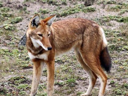 At Anjani Khurd, the wolf hides, the goats are killed | लांडगा आला रे आला... अंजनी खुर्द येथे लांडग्याने दाेन शेळ्या केल्या फस्त