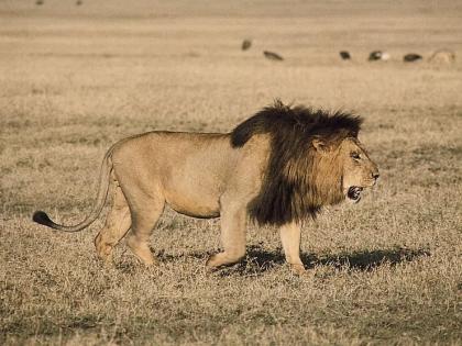 Ivlishi small ant, she changed the hunting pattern of lions! | इवलीशी मुंगी, तिने बदलला सिंहांच्या शिकारीचा पॅटर्न!