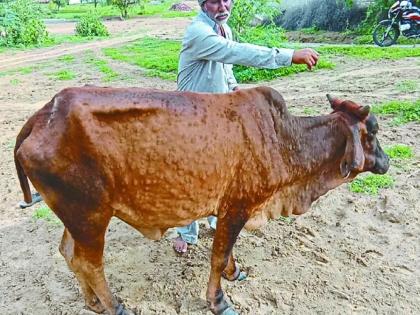 Veterinary staff closed on Sunday holiday | लम्पीचा प्रादुर्भाव... पशुवैद्यकीय कर्मचाऱ्यांची रविवारची सुट्टी बंद