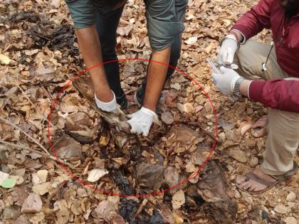 Tiger organs found in decaying state; The mystery of death remains | कुजलेल्या अवस्थेत आढळले वाघाचे अवयव; मृत्युचे गुढ कायम