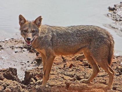 The animal in Celebration Society is the wolf; Forest Department officials claim | सेलिब्रेशन सोसायटीतील तो प्राणी लांडगा; वनविभागाच्या अधिकाऱ्यांचा दावा