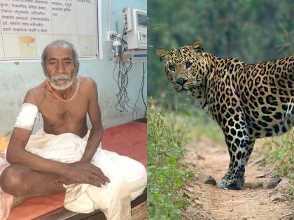 Leopard attacks an old man by entering the house; With a scream, the leopard pounced | घरात घुसून बिबट्याचा वृद्धावर हल्ला; आरडाओरडा होताच ठोकली धूम