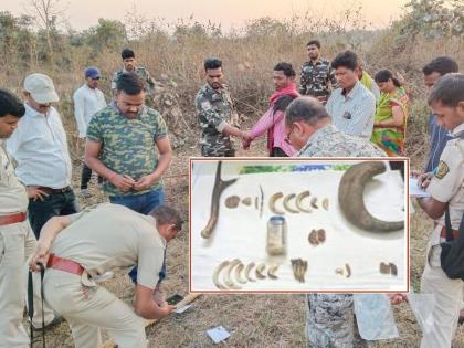 Black leopard poached in Mangezri, 5 persons arrested by forest department | मंगेझरीत झाली काळ्या बिबट्याची शिकार, वन विभागाकडून ५ जणांना अटक