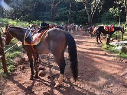 Supreme Court sent back horse breeders, seal on e-rickshaws | सर्वाेच्च न्यायालयाने अश्वपालकांना परत पाठवले, ई-रिक्षावर शिक्कामाेर्तब