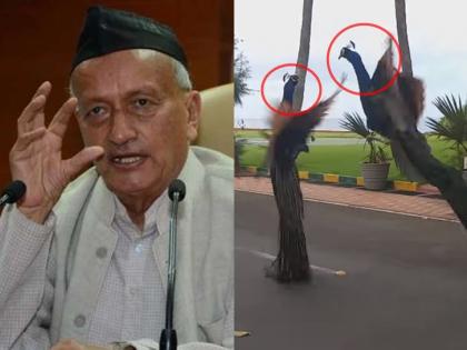 Video: Argument between two peacocks in Raj Bhavan, then a fierce battle; Users remember the convention! | Video: राजभवनात दोन मोरांमध्ये आधी वादावादी, मग तुंबळ युद्ध; युजर्सना अधिवेशनच आठवलं!