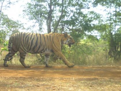 Tiger abhi pinjare mein hai... The cannibal City-1 tiger that killed 13 people is finally jailed in gadchiroli | टायगर अब पिंजरे मे है... १३ लोकांचा बळी घेणारा नरभक्षक सिटी-१ वाघ अखेर जेरबंद