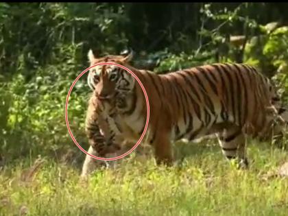 A tigress left with a calf in her jaws, tourists saw 'Maya lady tiger in tadoba forest of chandrapur' | बछड्याला जबड्यात घेऊन निघाली वाघीण, पर्यटकांना दिसली आईची 'माया'