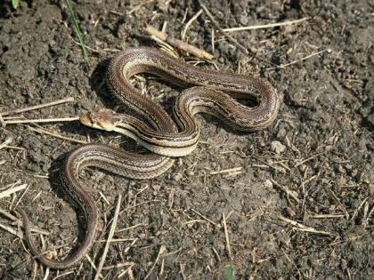 At a liquor party in the field, one of them ate a roasted snake | शेतातील दारूच्या पार्टीत एकाने साप भाजून खाल्ला