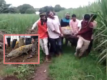 The villagers breathed a sigh of relief as soon as 'crocodile' was found to be dead, the forest department conducted an autopsy. | 'ती' मगर मृत समजताच ग्रामस्थांनी टाकला सुटकेचा नि:श्वास, वनविभागाने केले शवविच्छेदन