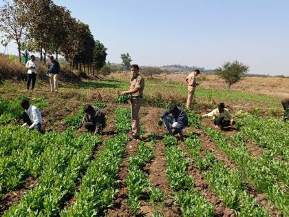 Opium cultivation exposed by police, 8 lakh trees confiscated from the farm in nashik dindori | Crime News : अफूच्या शेतीचा पर्दाफाश, शेतातून 8 लाखांची झाडे जप्त