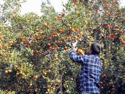 Farmer cheated of Rs 14 lakh, two traders arrested in ahmadnagar | बळीराजाची १४ लाख रुपयांची फसवणूक, दोन व्यापाऱ्यांना अटक