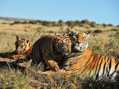 Veerangana-Durgavati... Madhya Pradesh got its seventh tiger reserve | वीरांगना-दुर्गावती... मध्य प्रदेशला मिळाला सातवा व्याघ्र प्रकल्प