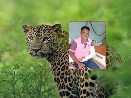 Bull killed in leopard attack; A wild boar injured a farmer in buldhana | बिबट्याच्या हल्ल्यात बैल ठार; रानडुकराने शेतकऱ्याला केले जखमी