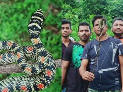 Snake rescued ... Rare flying 'golden snake' on the roof of the house in uran navi mumbai | सापाची सुटका... घराच्या छतावर निघाला दुर्मिळ उडता 'सोन सर्प'