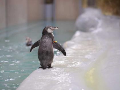 Penguin's Bars became a spectacle! Naming of three chicks | पेंग्विनचे बारसे झाले थाटात! तीन पिलांचे नामकरण