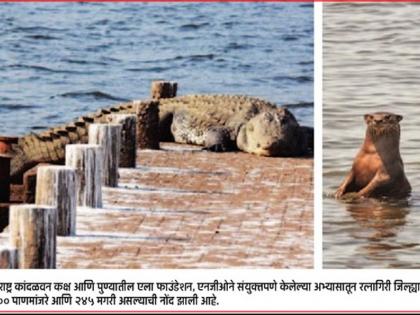 Save waterfowl, crocodiles; The study will be held in Konkan | पाणमांजरे अन् मगरींना वाचवू; संवर्धनासाठी कोकणात होणार अभ्यास