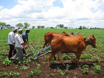 Haripa's soil, what will happen in Rabbit?; Sowing on 32 percent area of average | खरिपाची माती, रब्बीत काय लागणार हाती?; सरासरीच्या ३२ टक्के क्षेत्रावर पेरणी