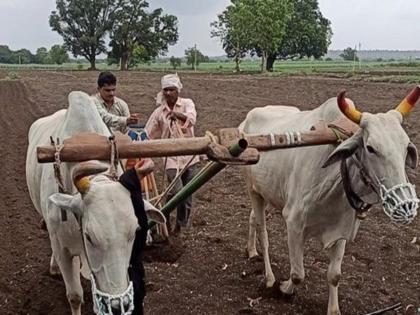 Due to late rains, sowing remains on 60 lakh hectares in the state | उशिराच्या पावसामुळे राज्यात ६० लाख हेक्टरवर पेरणी शिल्लक