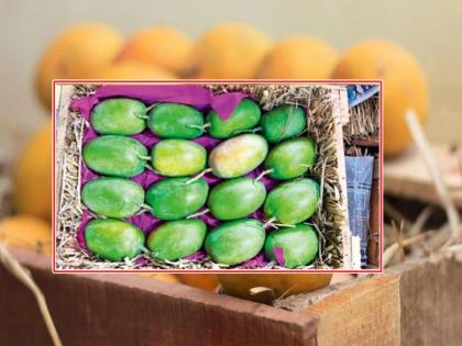 A box of mangoes for eight thousand; A lot of mangoes will be available in March | आंब्याची पेटी आठ हजारांना; मार्चमध्ये उपलब्ध होणार भरपूर आंबा