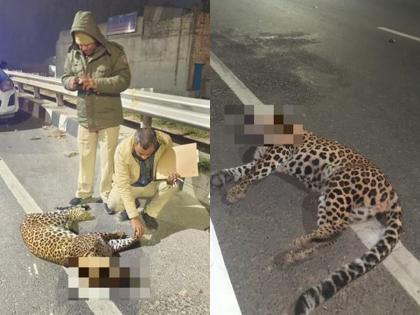 A call to the police about a leopard being killed in a highway accident; Cheetah left after inspection in delhi NH44 | हायवे अपघातात बिबट्या ठार झाल्याचा पोलिसांना कॉल; तपासणीअंती निघाला चित्ता