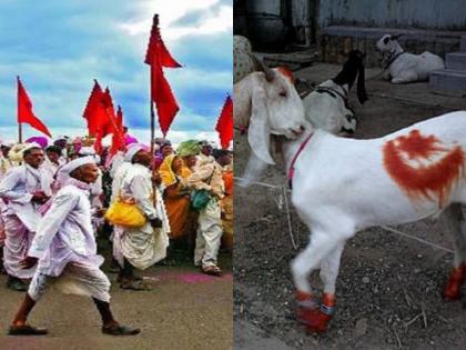 This year there is no Qurbani on Bakri Eid, the decision of Muslim brothers on the occasion of Ashadhi in chhatrapati sambhajinagar | यंदा 'बकरी ईद'दिवशी कुर्बानी नाही, 'आषाढी'मुळे मुस्लीम बांधवांचा निर्णय