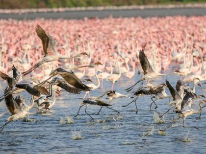 Good news... The first Ramsar sthal in the country and the third in Maharashtra declared in an urban area in thane | गुडन्यूज... शहरी भागात वसलेले देशातील पहिले अन् महाराष्ट्रातील तिसरे रामसर स्थळ घोषित