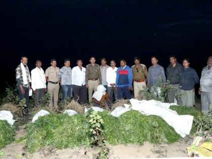 Cultivation of cannabis in encroaching fields; Pawne seized two quintals of plants | अतिक्रमणाच्या शेतात गांजाची लागवड; पावणे दोन क्विंटल झाडे जप्त