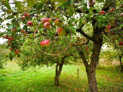 Come cold, eat lots of oranges and lemons along with apples | थंडी आली, सफरचंदासह संत्री-मोसंबी भरपूर खा